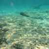 viele Fische, und kristallklares Wasser